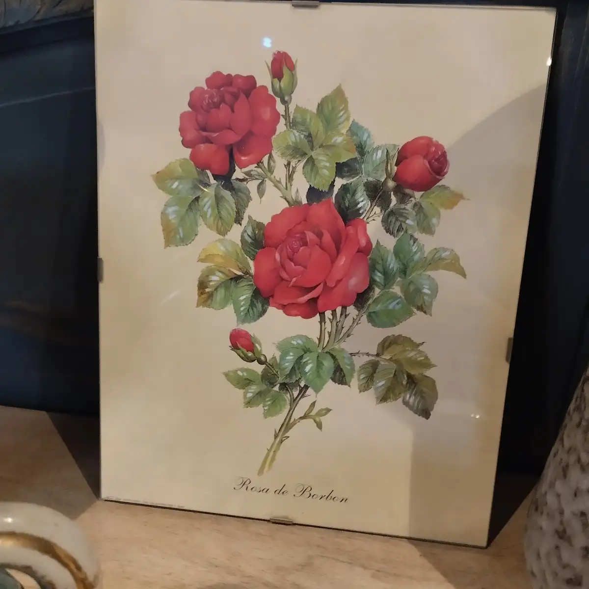 Dessin sous verre - Rosa Bourbon